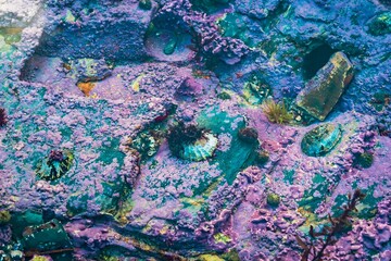 background with the shells and seagrass under the water