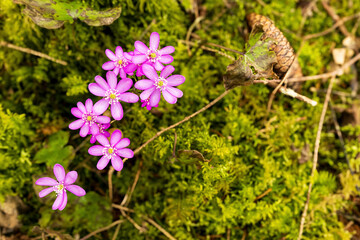 Gruppe von rosa Leberblümchen (Hepatica nobilis) am Waldboden von oben fotografiert
