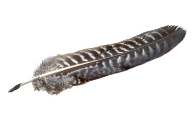 Falcon Feather On Transparent Background.