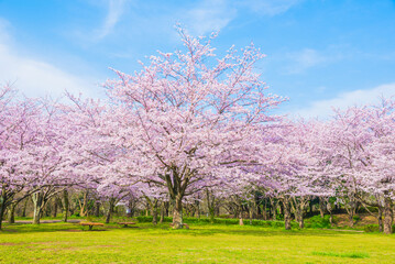 満開の桜と青空とコピースペース