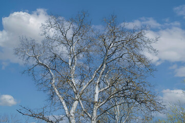 Fototapeta na wymiar Silver poplar. White poplar against a blue sky with white clouds. Tree without leaves. Selective focus.