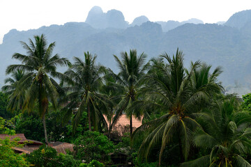 Fototapeta na wymiar View of the coconut trees against mountain and sky