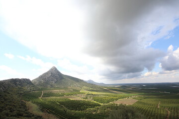 citrus orchards in cukurova, Turkey