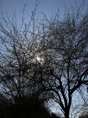 silhouette of a tree