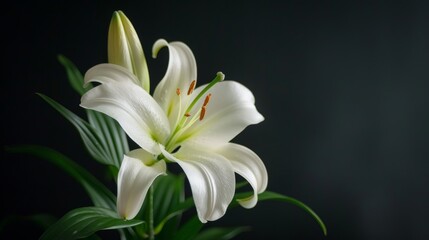 Fototapeta na wymiar Funeral lily on dark background with ample space for text placement, perfect for solemn messages