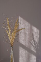 Shadows on the wall from the window and a vase with pampas grass.Silhouette in the sunlight of a...