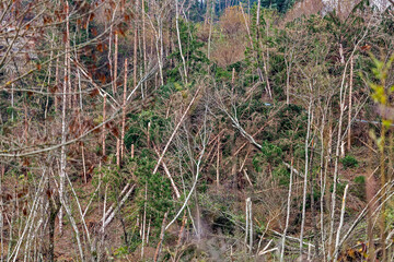 Pin&egrave;, Trentino, Italy - 01/11/2018 - Destruction of fir forests caused by Storm Vaia