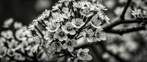 Blooming Flowers in Black and White