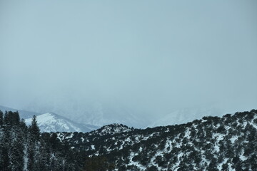 Snowy Colorado Landscapes 