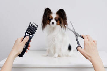 Close up of hands with trimmer and scissors and little papillon dog sitting on table on background