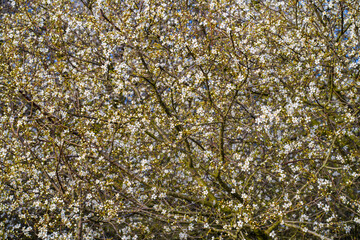 Spring sketch, white inflorescences of lush blooming tree