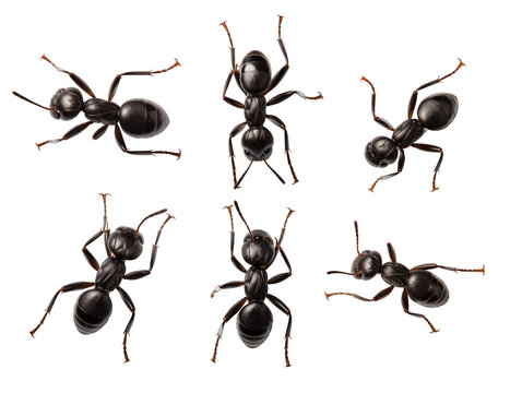 Carpenter ant collection set isolated on transparent background, transparency image, removed background