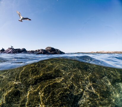 A seagull soars above the water's surface, captured in a unique split-level photo that showcases the rocky underwater landscape below
