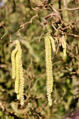 Männliche Blüten der Korkenzieher Haselnuss - Corylus avellana Contorta