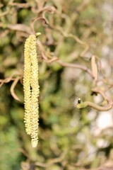 Männlich Blüte einer Korkenzieher Haselnuss - Corylus avellana Contorta