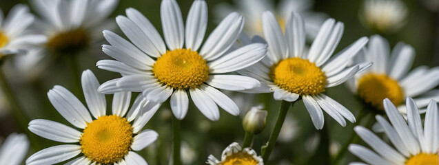 Fototapeta premium Vibrant White Daisy Blooms Flourishing in a Sunny Field During Spring