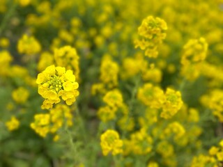field of yellow flowers