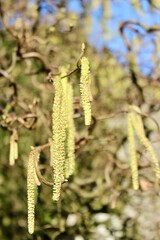 Blüten einer Korkenzieher-Haselnuss - Corylus avellana Contorta
