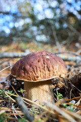 Pine bolete or pinewood king bolete or Boletus pinophilus brown cap mushrooms with pine needles on forest background. Picking edible mushrooms. Selective focus close up vertical shot.