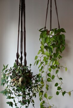 H&auml;ngende Makramee Blumenampeln mit bunten Zimmerpflanzen