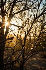 Sun Shining Through Tree Branches