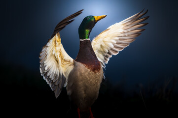Beautiful duck is spreading its wonderful white wings. Dark blue Background with a little bit of motions blur