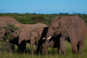 Group of young elephants,  ( loxodonta africana ), eating lush green grass, with blue sky in background. Masai Mara, Kenya