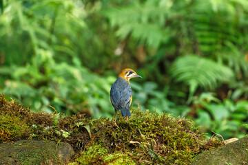 Orange Headed Ground Thrush sitting on the perch of the tree feeding on insects with beautiful background. Mostly suitable for wallpapers.
