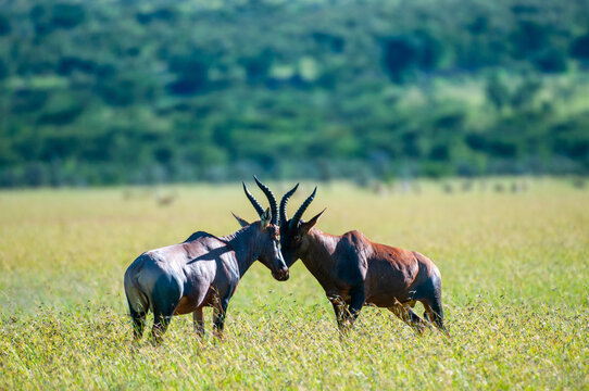 Pair of Tsessebe, (Damaliscus lunatus lunatus), antelope, head butting with horns upright, standing in green grass with trees blurred in back ground, Masai Mara, Kenya, Africa