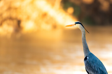 Gray heron stands on the bank and waits patiently for fish prey. Its a very sunny and colorful...