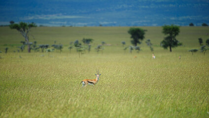 Obraz na płótnie Canvas Landscape of African bush with single springbok in foreground looking at camera., with lush green grass in front and blurred background. Masai Mara, Kenya, Africa