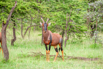 Naklejka na ściany i meble Single Tsessebe, (Damaliscus lunatus lunatus), antelope, looking at camera ,standing in green grass with trees in back ground, Masai Mara, Kenya, Africa