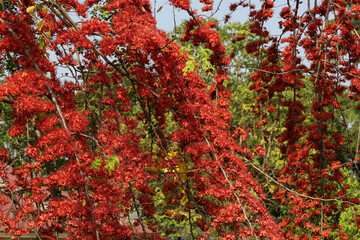 Red monkey flower on the tree. fireworks of pakistan Beautiful bright red blooming (Phyllocarpus septentrionalis Donn. Smith) on a tree in the garden on a green plant background with selective focus.