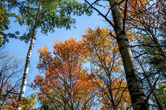 Trees in the forest with yellow leaves against the sky.