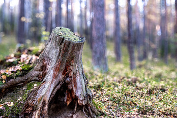A stump in the forest on an autumn day.