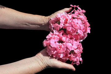 Woman holding pink phlox flowers in her hands isolated