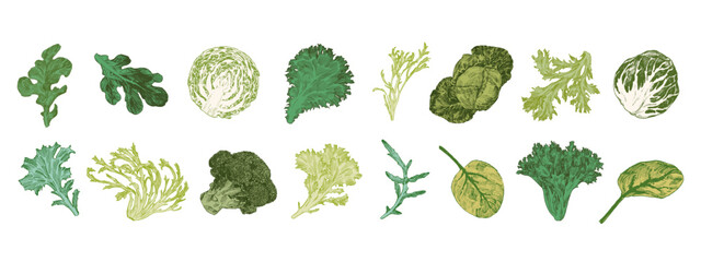 Cabbage and lettuce engraved illustrations. Big vegetable set - obrazy, fototapety, plakaty