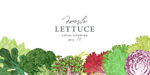 Engraved illustration of cabbage and lettuce. Vegetable border design template