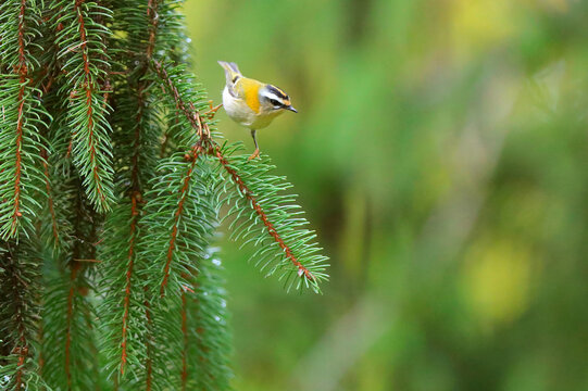 Common firecrest Regulus ignicapilla perched on pine branch