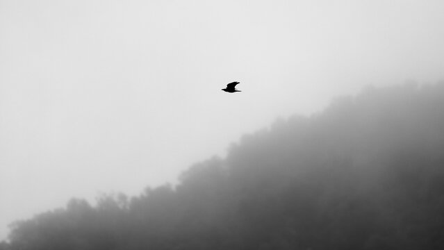 Serene crow flight over misty forest at dawn