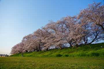 Obraz premium サイクリング桜並木