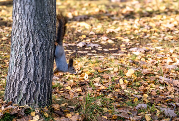 A squirrel sits on a tree in the forest on a summer day.