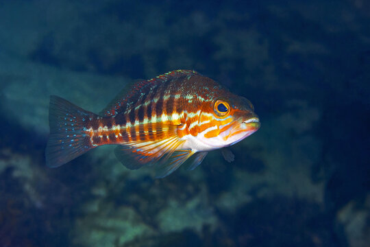 A Comber fish, identifiable by its striped pattern, hovers in the deep blue waters of the Atlantic Ocean, showcasing the vibrant marine life