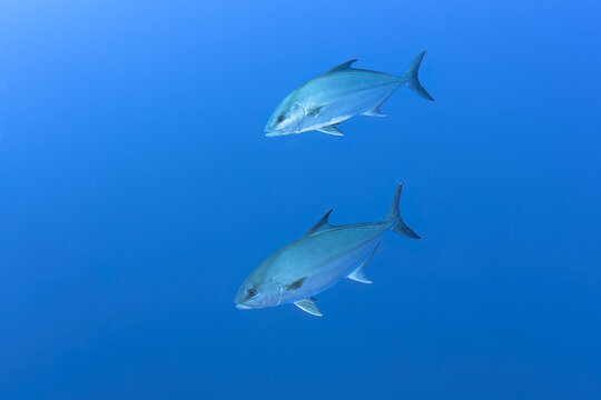 A pair of jackfish calmly navigate the clear blue waters of the Atlantic, their sleek bodies glinting in the sunlight filtered through the sea