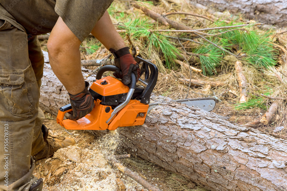 Wall mural Using chainsaw professional lumberjack, lumberjack cuts down trees during fall forest cleaning