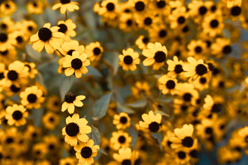 Brown eyed Susan