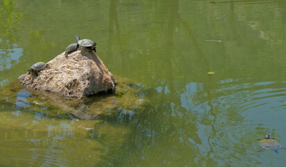 Turtles basking and relaxing on rocks by a lake of hot thermal mineral water. Zen.