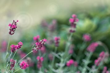 Blooming pink lavender in a field isolated on green