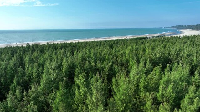 Coastal forest. World&rsquo;s longest unbroken sea beach at Cox&rsquo;s Bazar, Bangladesh. Coastal paradise offers a tranquil escape for sun-seekers	