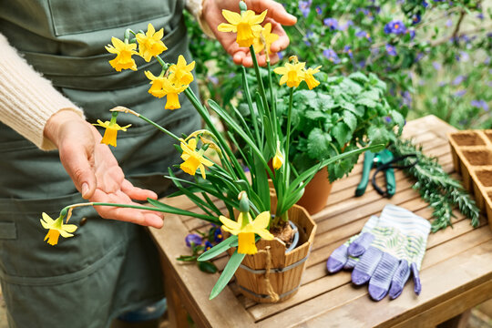 Woman's hands cutting yellow daffodil in the pot on wooden table in blooming spring garden.